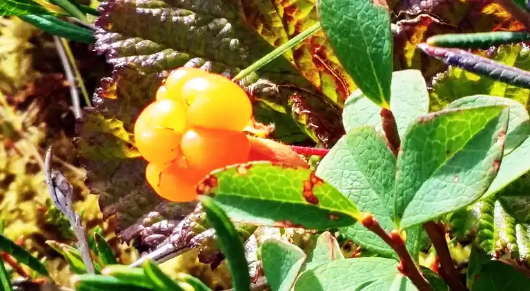 Casa vacanze in Malung NV