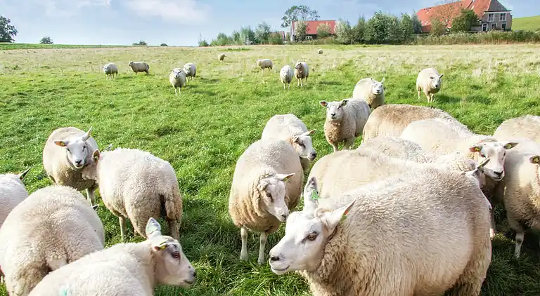 Sommerhus i Wemeldinge