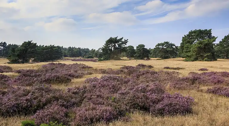 Sommerhus i Voorthuizen