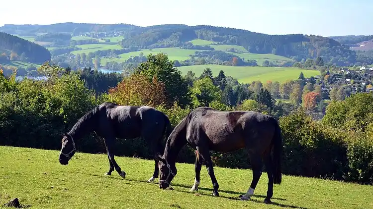 Sommerhus i Medebach