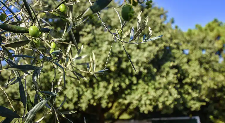 Casa de vacaciones en Le Bois-Plage-en-Ré