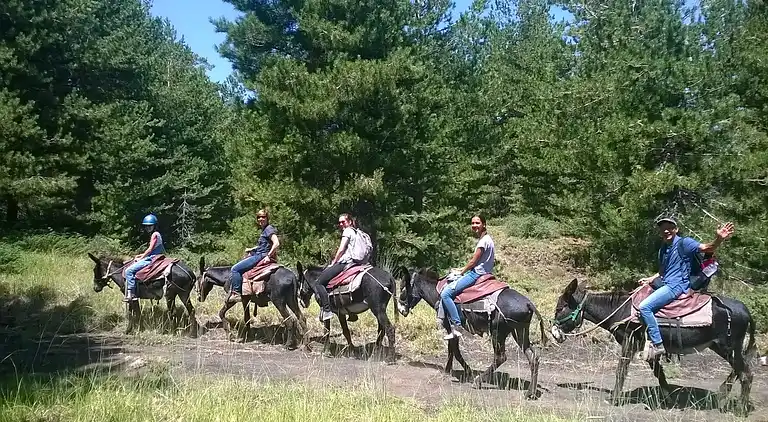 Two Bedroom Apartment PP3 - ETNA ROYAL VIEW