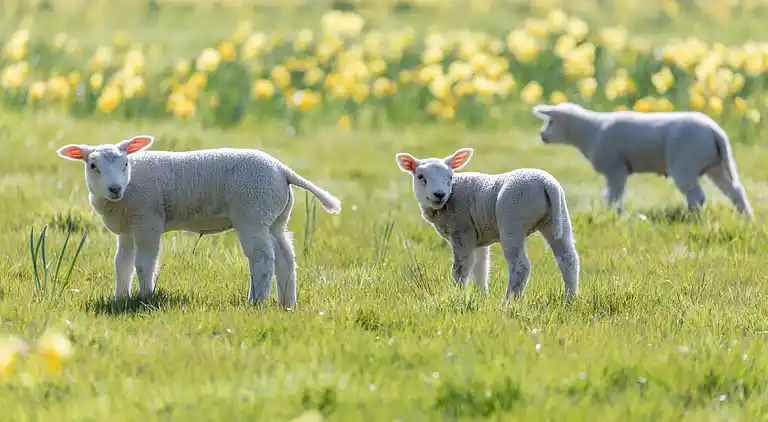 Semesterbostad i Borger