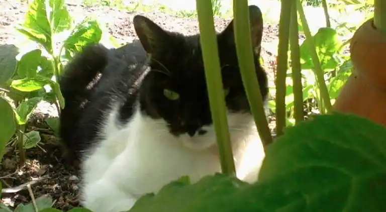 Apartment in Vordernberg