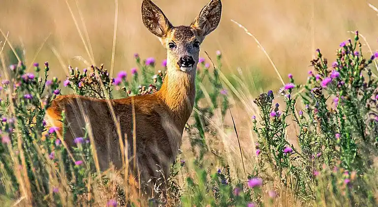 Sommerhus i Smedjebackens