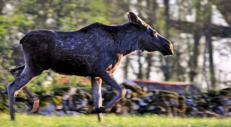 Holiday home in Malung NV