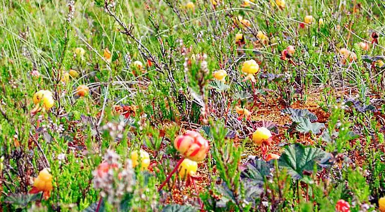 Holiday home in Malung NV