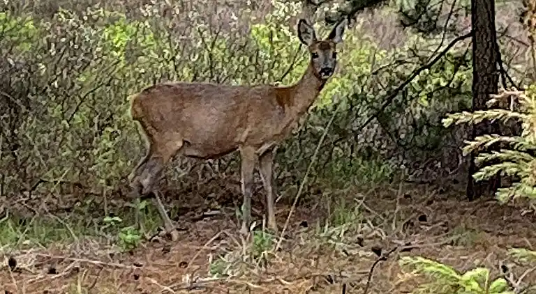 Holiday home in Bolilmark
