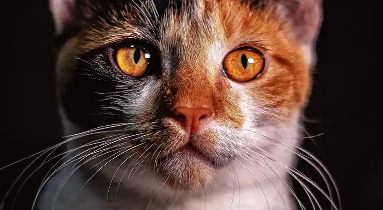 Holiday home in Arvidsjaur Ö