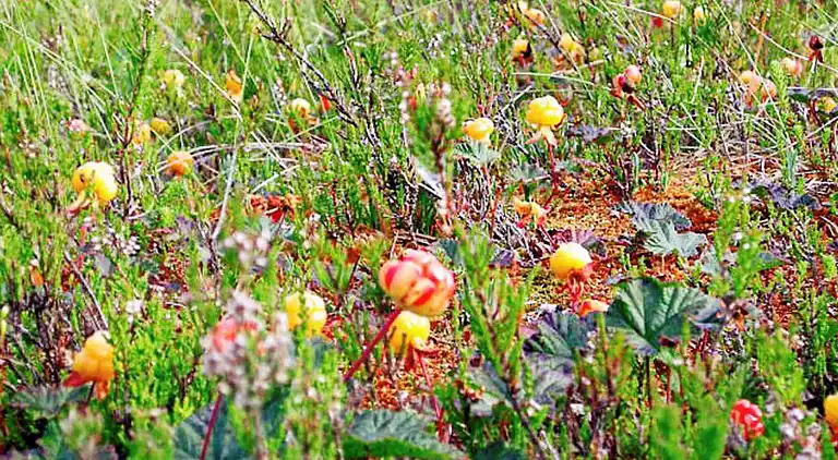 Holiday home in Arvidsjaur Ö