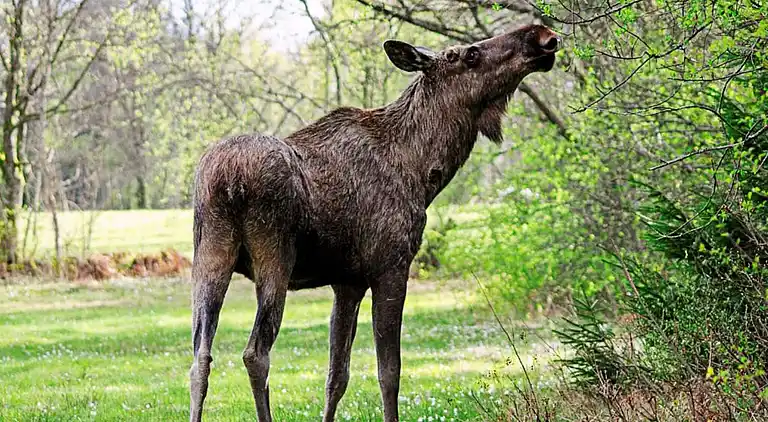 Holiday home in Arvidsjaur Ö