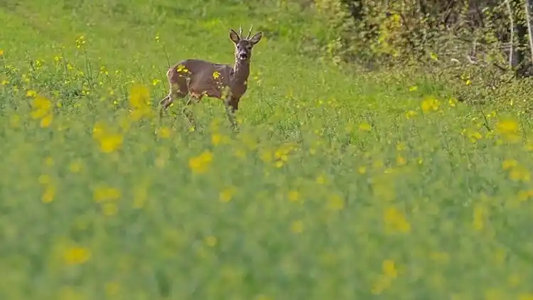 Sommerhus i Medebach