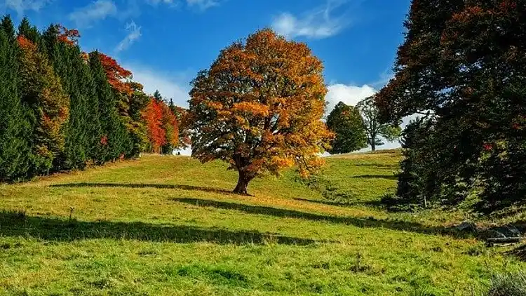 Sommerhus i Medebach