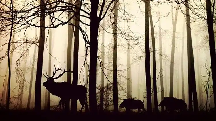 Sommerhus i Medebach