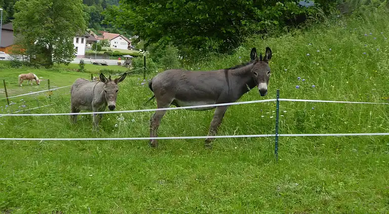 Ferielejlighed i Brandenberg