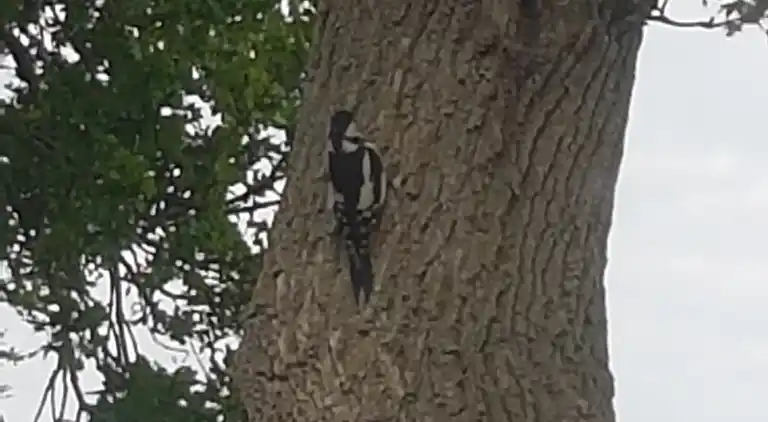 Vakantiehuis in Lemele