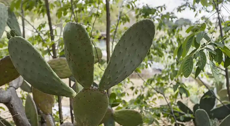 Villa in Giardinello