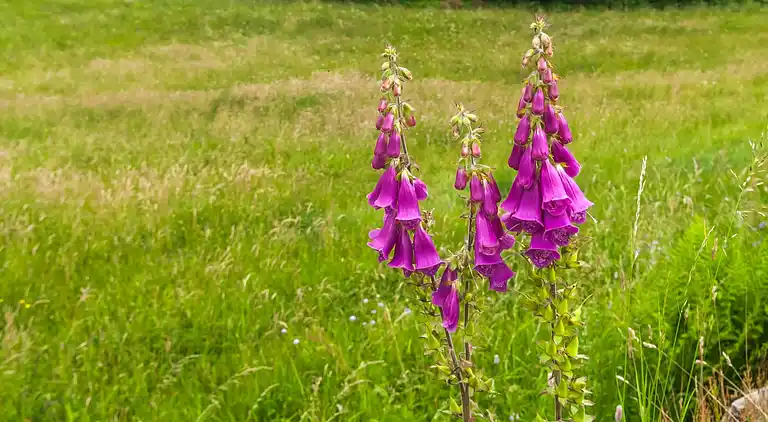 Holiday home in Vagney