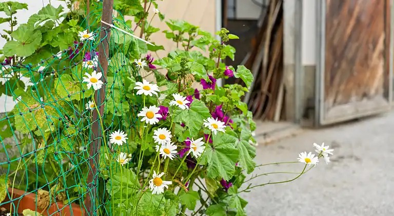 Ferienwohnung in Hollersbach im Pinzgau