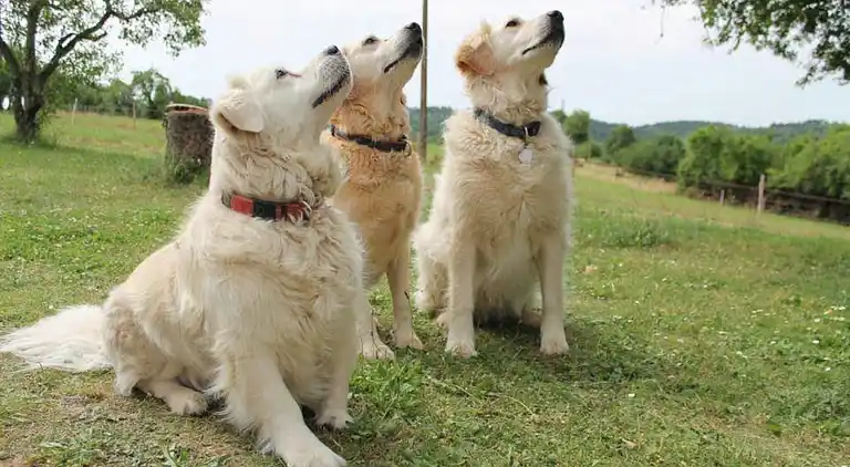 Manor house in Lacapelle-Cabanac