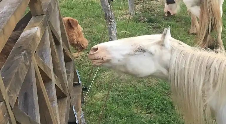 Manor house in Lacapelle-Cabanac