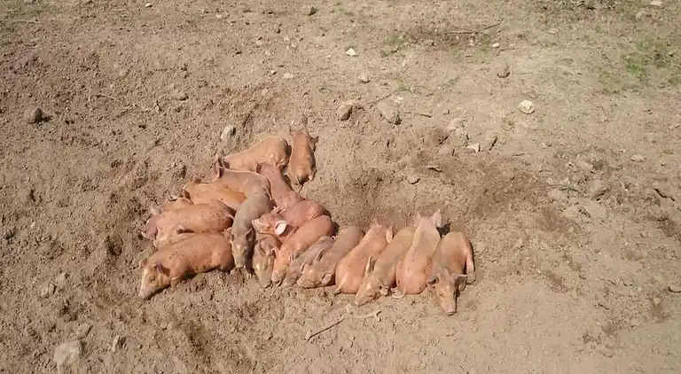 Holiday home in Horssen