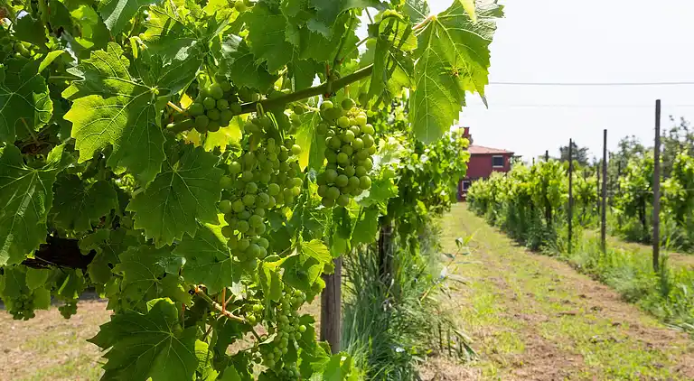 Stuga i Lio Maggiore