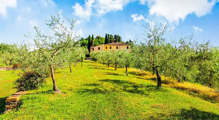 Farm house in Terricciola