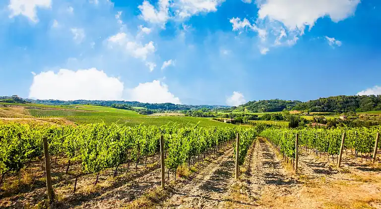 Farm house in Terricciola