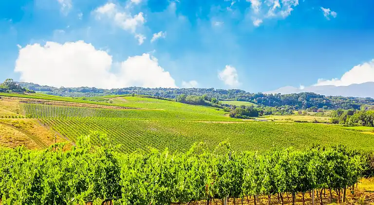 Farm house in Terricciola