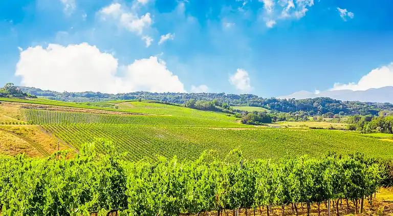 Farm house in Terricciola