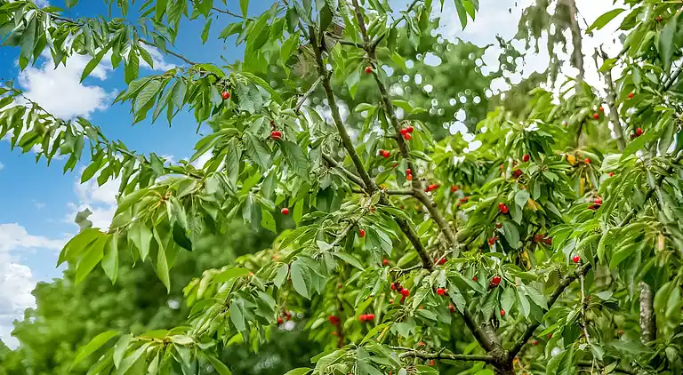 Apartment in Remouchamps