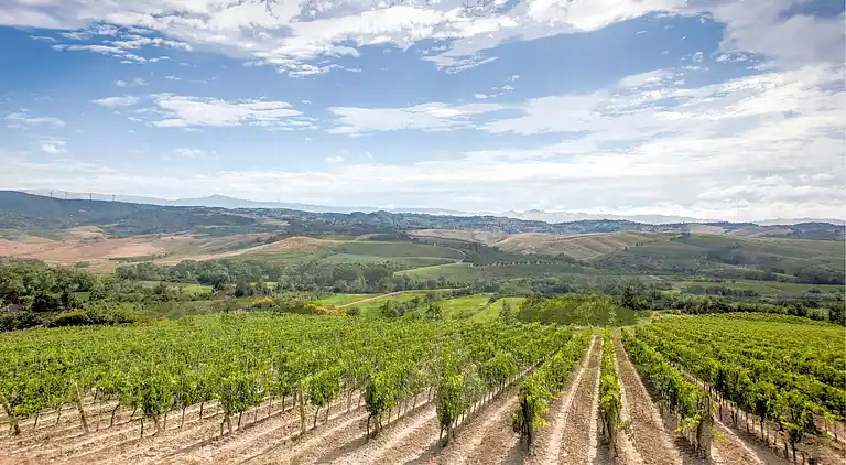 Farm house in Terricciola