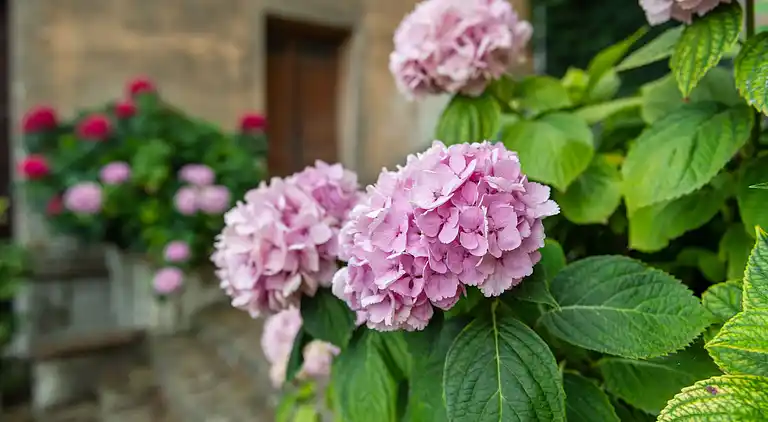 Manor house in Ovada