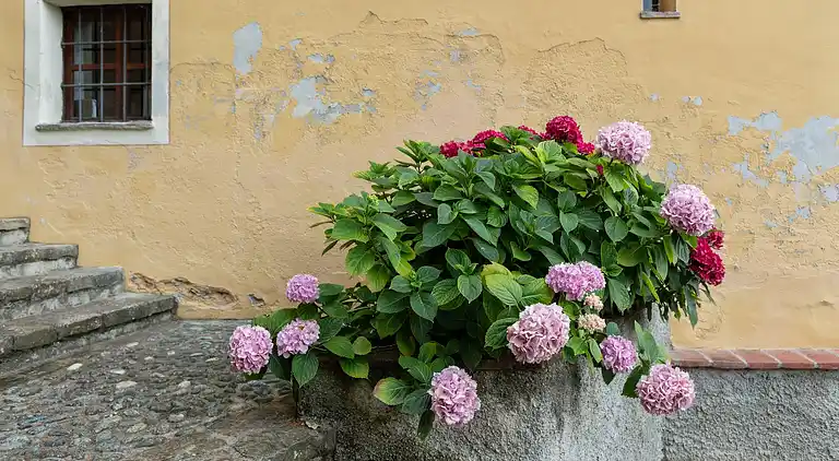 Manor house in Ovada