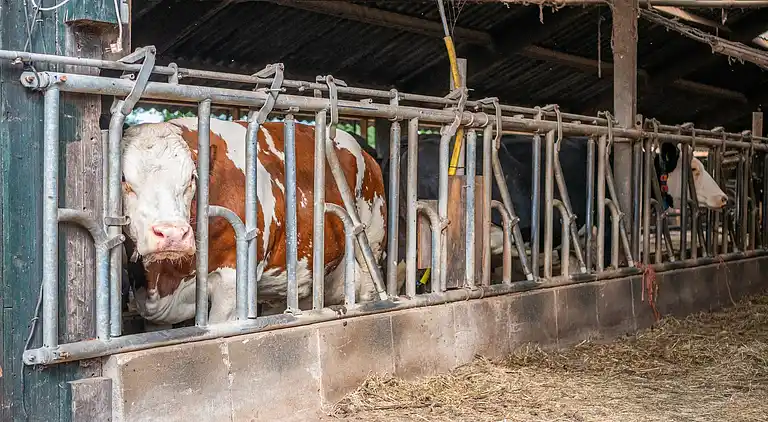 Appartement in Twekkelo