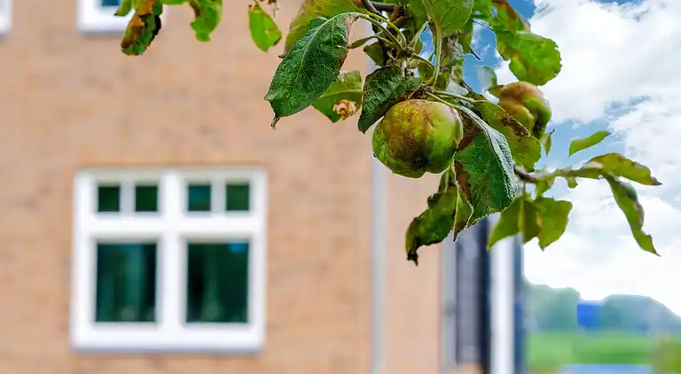 Sommerhus i Zwartewaal