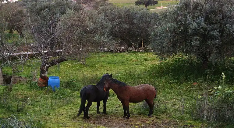 Holiday home in Valencia de Alcántara