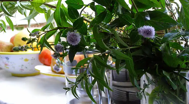 Manor house in Collía