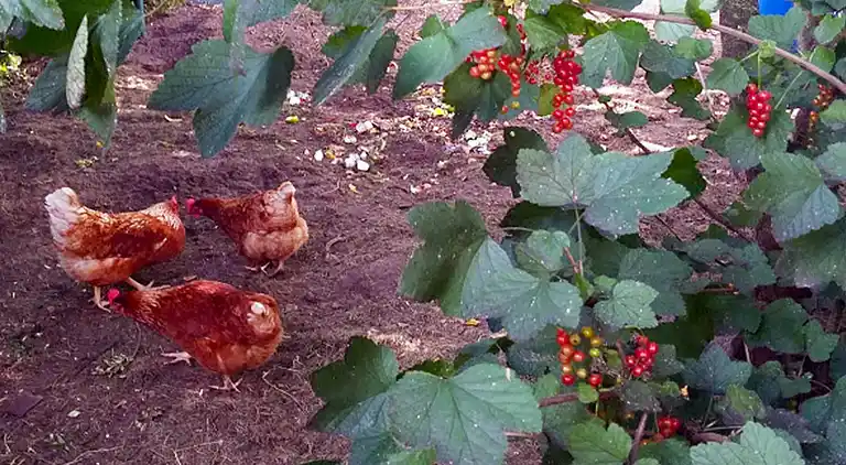 Ferienhaus in Soerendonk