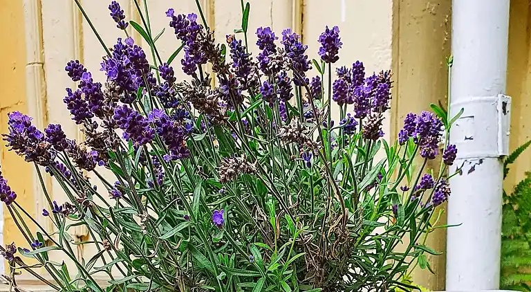 Sommerhus i Tjörn N