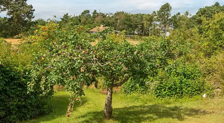 Holiday home in Knebel