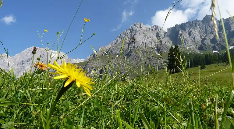 Apartment in Maria Alm am Steinernen Meer
