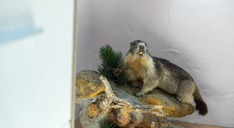 Ferielejlighed i Piesendorf