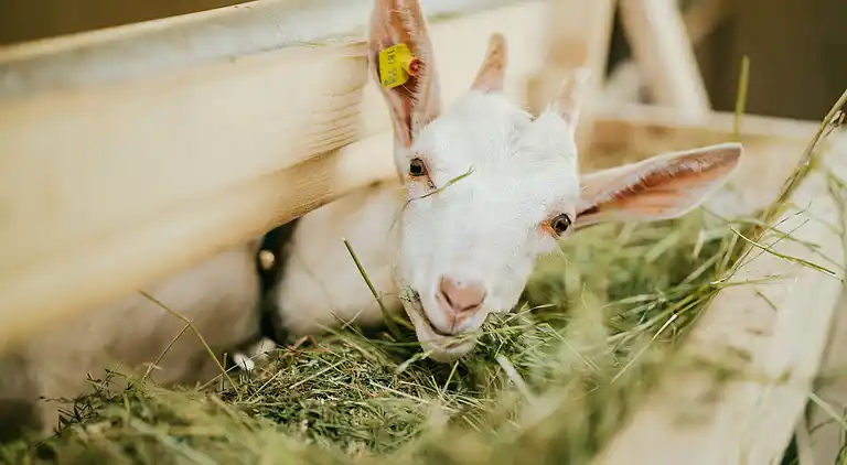 Ferielejlighed i Wenns