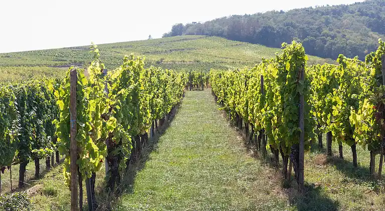 Apartment in Dieffenthal