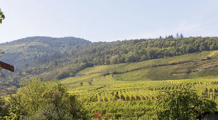 Apartment in Dieffenthal