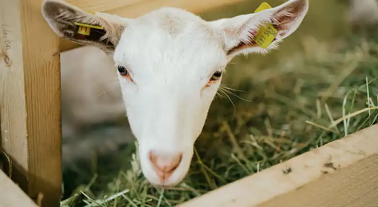 Ferielejlighed i Eggmahd