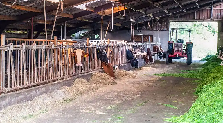 Farm house in Markelo