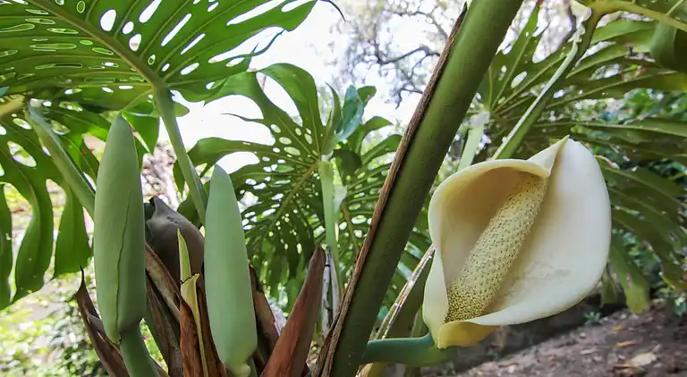 Holiday home in Faro Capo Vaticano